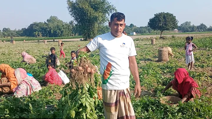 ফুলবাড়ীতে, আগাম জাতের,  আলু তোলার হিড়িক